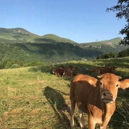 T3 Au Mont-dore, Wifi, Animaux Admis, 4 Pers. - Fr-1-608-291
